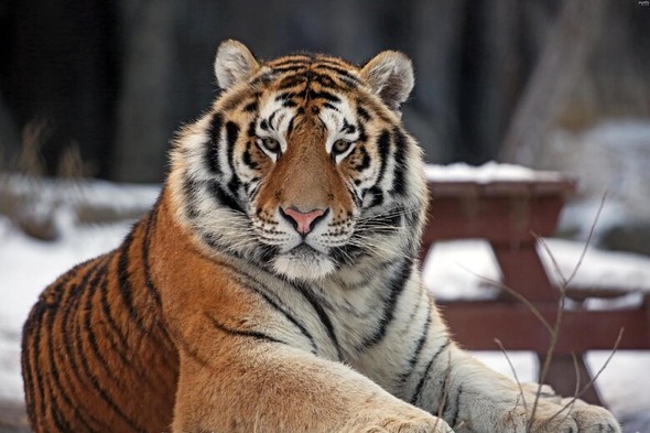韓国の動物園でシベリアトラ「テベク」死亡…この１年間に同園で４頭目