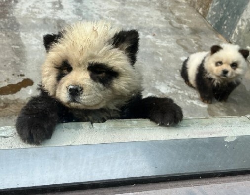 白い犬を染めてパンダに…中国の動物園「虐待」論争