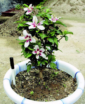 화분용 무궁화 첫 탄생