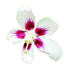 화분용 무궁화 첫 탄생