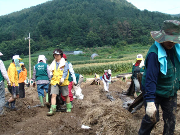 지난 2~3일 집중 폭우로 큰 피해를 입은 전북 진안군에 경기도 파주 자원봉사단체협의회 회원들이 찾아와 인삼밭에서 복구를 돕고 있다. 진안군 제공