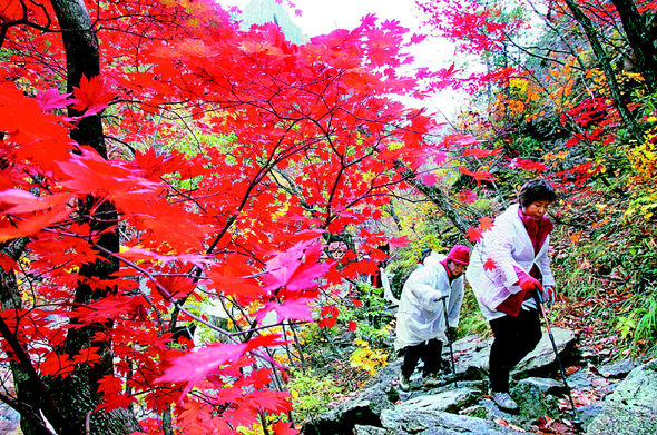설악산 단풍이 절정을 맞은 21일 외설악 천불동계곡을 찾은 등산객들이 산행을 하고 있다. 속초/김태형 기자 <A href=\"mailto:xogud555@hani.co.kr\">xogud555@hani.co.kr</A>