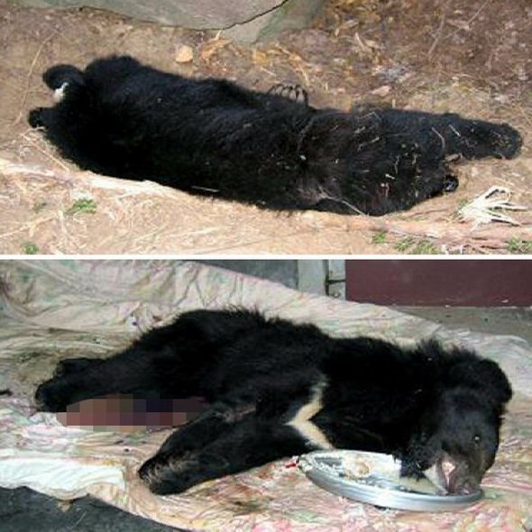 북한산 반달곰 또 올무에 희생. 지난 7월 지리산에 방사된 북한산 반달곰 8마리 중 1마리인 `장강21(수컷)‘이 3일 오전 11시께 전남 구례군 토지면 문수저수지 옆에서 올무에 걸린 채(위) 발견돼 관리소로 옮겨졌으나 4일 새벽 죽었다. (서울ㆍ구례=연합뉴스)