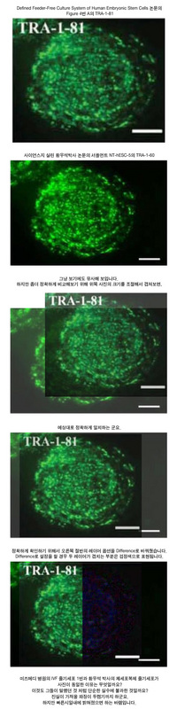 미즈메디병원의 수정란 줄기세포 1번(Miz-hES1의 TRA-1-81)을 좌우로 약간 압축할 경우 황 교수팀의 배아줄기세포 5번(NT-hESC-5의 TRA-1-60) 사진과 동일하다는 것을 알 수 있다. 출처 : 디시인사이드.