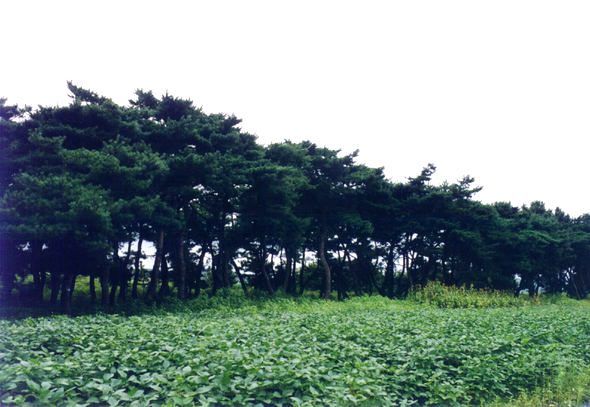 조선 철종때 수해 방지림으로 조성된 경북 포항시 북구 흥해읍 북송, 마산리 일대의 소나무 와 곰솔 등 마을 숲이 국가지정문화재인 천연기념물로 지정예고 됐다. 포항시청 제공/연합뉴스