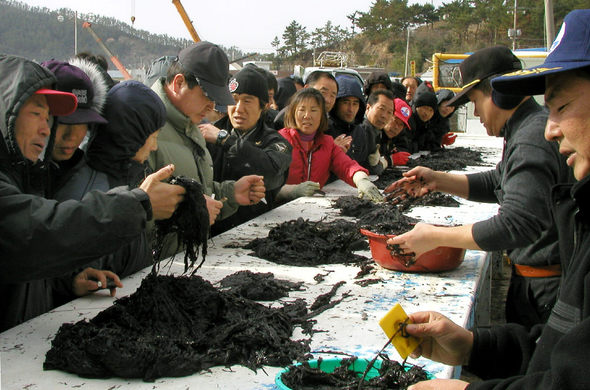 3일 전국의 최대 김 산지인 전남 해남군 송지면 어란항의 수협 위판장에서 중매인들이 가공공장에 보낼 물김을 고르고 있다.  해남/안관옥 기자
  