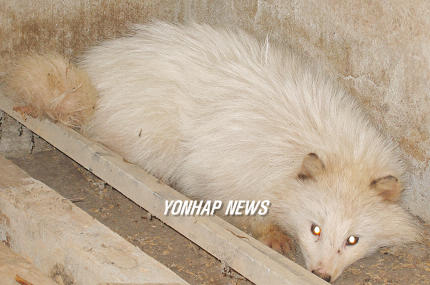 영산강 지류인 전남 나주 지석강 부근에서 발견된 흰색 너구리. 주민 김모(34.나주시 산포면)씨가 17일 오전 탈진한 채 길옆에 앉아있는 이 너구리를 발견했는데 길이 50cm 가량인 이 너구리는 꼬리부터 머리까지 온몸이 하얀 털로 덮혀있다.이 너구리는 백화현상에 따른 돌연변이로 추정되고 있다.(나주=연합뉴스)