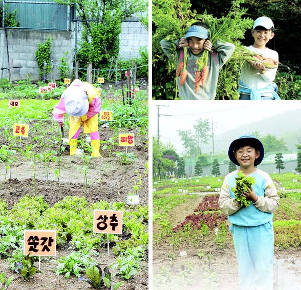 재빈이와 친구가 다 자란 당근을 뽑아 안은 채 즐거워하고 있다.(오른쪽 위). 쑥갓,상추,고추,피망등 갖가지 야채를 심은 텃밭에서 아이가 잡초를 뽑고 있다.