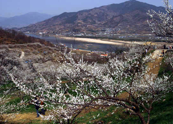 청매실농원의 활짝핀 매화 너머로 섬진강이 보인다. 필진네트워크 김정수