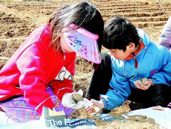 계수초등학교 2학년 아이들이 학교 옆 텃밭에 씨감자를 심고 있다. 감자 재배는 이 학교의 환경체험학습프로그램의 하나로 이뤄지는 교육활동이다. 