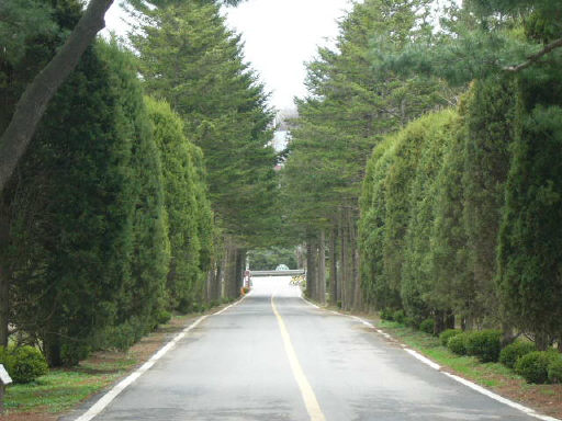물 향기수목원의 본관 건물로 이어지는 소나무숲 길의 모습. 수목원의 전체 오솔길 길이는 4.5㎞에 이른다.