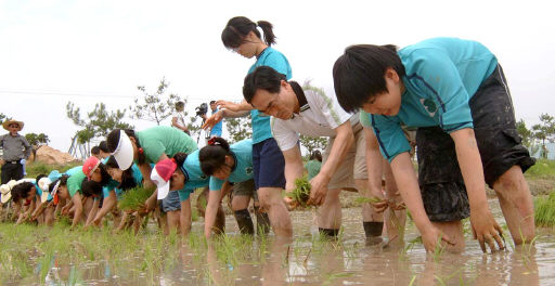 전북 전주 서문초등학교 학생들이 직접 모내기를 하며 벼농사를 체험하고 있다.   전북농협 제공