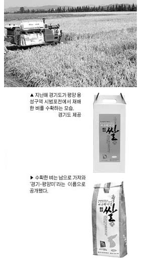 지난해 경기도가 평양 용성구역 시범포전에서 재배한 벼를 수확하는 모습. 경기도 제공(위) 수확한 벼는 남으로 가져와 ‘경기-평양미’라는 이름으로 공개됐다.(아래)