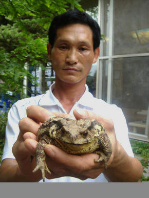 충북 청원군 오창면의 한 음식점 주인 양용환씨가 5년째 이 식당을 찾아오는 두꺼비를 쓰다듬고 있다. 두꺼비들은 2002년부터 매년 5월께 이 식당을 찾아와 사람들이 주는 먹이를 먹고살다 10월께 산으로 돌아가고 있다. 청주/연합뉴스