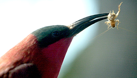 Carmine Bee-Eater Carmine Bee-Eater
