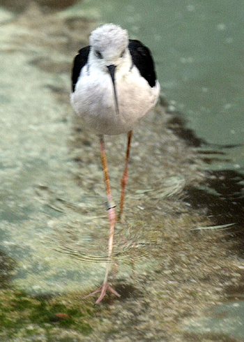 Black-winged Stilt(장다리 물떼새) Black-winged Stilt(장다리 물떼새)