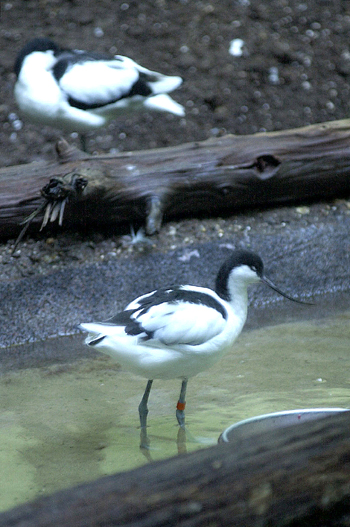 Pied Avocet Pied Avocet