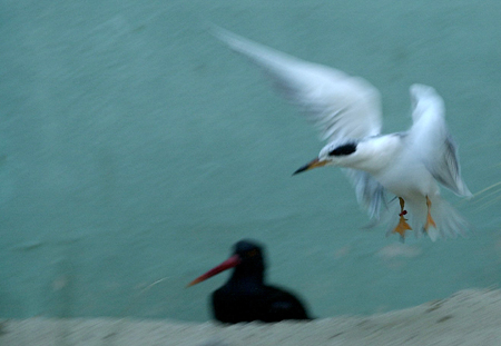 제비 갈매기와(Common tern)와 Black Oystercaycher 제비 갈매기와(Common tern)와 Black Oystercaycher