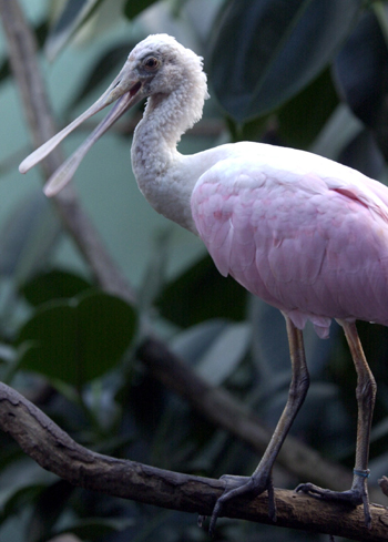 Roseate Spoonbill(저어새의 일종) Roseate Spoonbill(저어새의 일종)