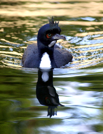 Guanay Cormorant Guanay Cormorant