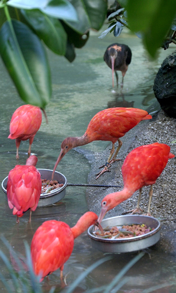 Scarlet Ibis Scarlet Ibis