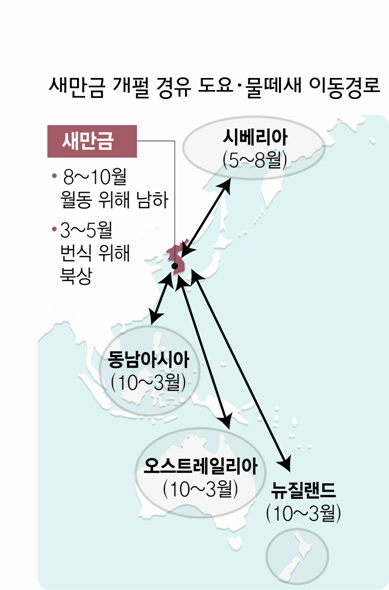 새만금 개펄 경유 도요 물떼새 이동경로