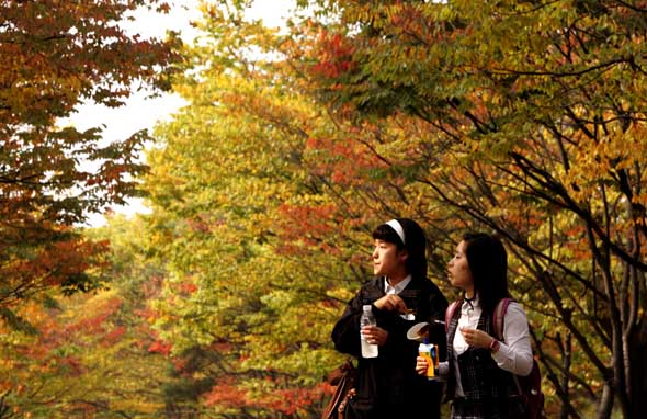 경기도 과천시 서울대공원에서 15일 오후 소풍나온 학생들이 곱게 물든 단풍나무 아래를 걷고 있다. 과천/이정아 기자 leej@hani.co.kr