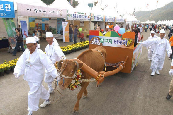 ‘횡성 한우 축제’의 한 장면