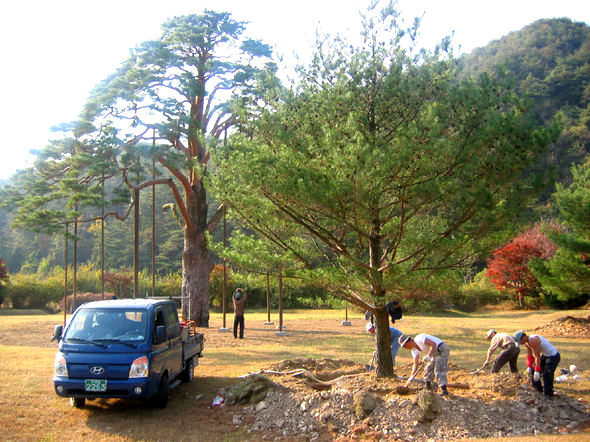 충북 보은 속리산 정이품송 곁에서 자라던 5그루의 아들나무 중 4그루가 내년 3월 천연기념물 보존센터 등으로 이사하기 위해 분가 채비를 하고 있다. 보은/연합뉴스