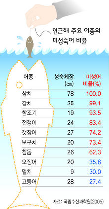 연근해 주요 어종의 미성숙어 비율