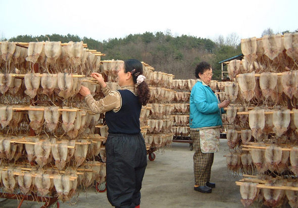 충북 영동군 학산면 박계리 주민들이 국내에서 유일한 ‘산골오징어’를 말리고 있다.