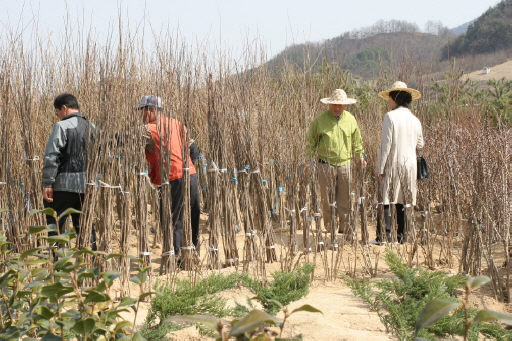 제9회 충북 옥천 이원 묘목 축제에 참석한 시민들이 어린 나무를 고르고 있다. 옥천군청 제공