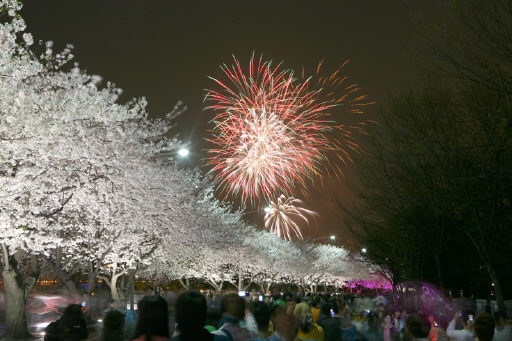 봄바람 ‘살랑’ 꽃축제 ‘활짝’