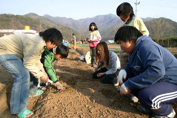 학교가 끝난 뒤 센터로 돌아온 산촌유학생들이 감자 심기에 나섰다. 강창광 기자