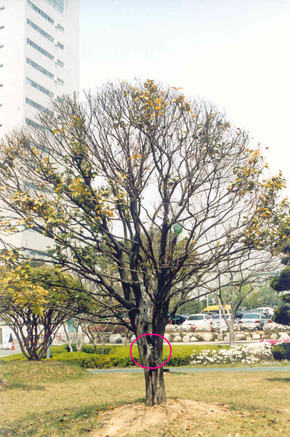 말라 죽어가고 있는 ‘전두환 나무’를 살리기 위해 광주시가 줄기에 영양수액을 주고 있다.