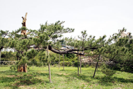 독극물 주입으로 고사위기에 처했던 전북 전주시 완산구 삼천동 곰솔(천연기념물 제355호)이 6년간의 정성스런 보살핌으로 최근 되살아나고 있다. 전주/연합뉴스