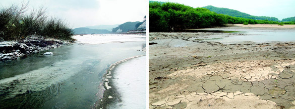 충북 진천군 백곡면 백곡천 상류가 수해 복구공사로 흘러내린 토사로 두껍게 덮여 미호종개는 물론 다른 물고기들도 자취를 감췄다. 이곳은 올 초까지만 해도 바닥에 고운 모래가 깔리고 느린 유속의 물이 흐르는 미호종개의 마지막 집단 서식지였다. 왼쪽 사진은 지난 1월30일 훼손되기 전 미호종개 서식지 모습.