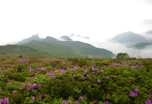 영남알프스를 이루는 높이 1000m 이상 산 7곳 가운데 하나인 재약산 정상에서 내려다 본 사자평. 울산시 제공