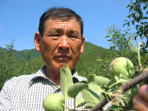 안동시 길안면 송사리 김영환(65)씨가 우박피해를 입은 자신의 사과나무를 안타깝게 바라보고 있다.