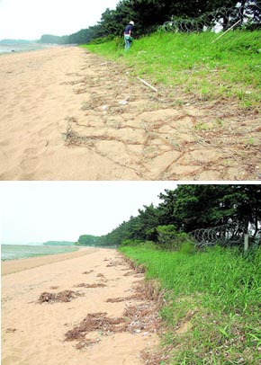 경기 화성 궁평리 백사장에서 백미리 쪽으로 바라본 해안사구의 모습. 지난해 해안사구가 온전히 유지됐으나 올해는 해안사구의 상당 부분이 유실돼 절개된 듯한 모습을 보이고 있다.<사진제공 화성환경운동연합>
