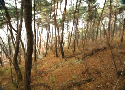 남산 소나무 낙엽은 떨어진 지 1년이 지나도 13%밖에 분해되지 않는다. 사진은 장기 생태연구를 위해 3년째 조사연구 중인 남산 소나무 숲 연구지역. 환경부 제공