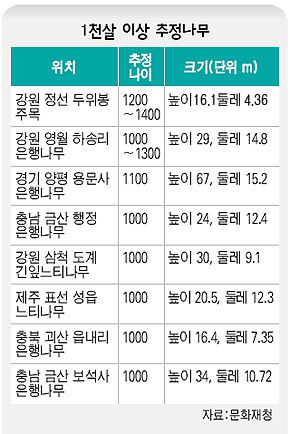 1천살 이상 추정나무