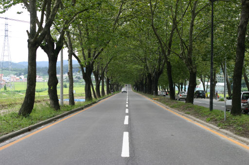 청주 가로수길. 청주 충북환경운동연합 제공