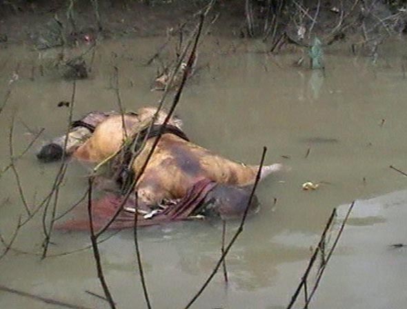 미얀마 수도 양곤의 한 강에 온몸에 상처 투성이인 한 승려로 보이는 시체 1구가 떠있는 모습.이 이미지는 30일 ‘버마(현 미얀마)의 민주적 목소리(DVB)‘가 AP 텔레비전(APTN)을 통해 제공한 비디오의 화면을 찍은 것이다. AP 텔레비전은 독자적으로 이 비디오의 내용이나 그 진위 여부를 확인할 수 없지만, DVB는 이 비디오가 9월 30일 찍은 것이라고 말했다. 미얀마 군경은 이날 이 나라의 대도시들을 봉쇄, 대다수 시위자들의 가두진출을 막았다. (AP=연합뉴스)