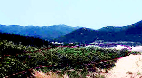 2004년 12월 기념물 지정 당시 나무가 무성했던 해당화 군락지. 경북도청 제공