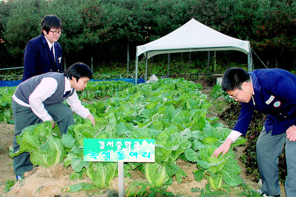 서울 경서중 녹색반 학생들이 수업이 끝난 뒤 학교 인근 텃밭에서 자신들이 기르는 배추를 살펴보고 있다.