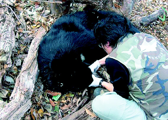 지라산에 풀어놓은 반달가슴곰 ‘달궁’이 지난 15일 숨진 채 발견됐다.