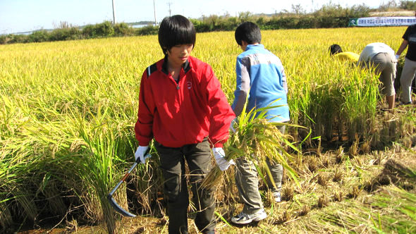 서울 당곡중 학생들이 지난달 20~21일 이 학교 급식에 친환경 쌀을 공급하고 있는 전남 나주 생산단지를 방문해 벼베기 활동을 하고 있다.