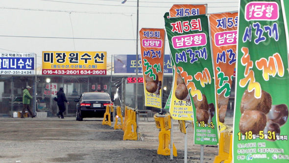 충남 태안반도 기름 유출 사고의 여파로 지난 18일부터 ‘새조개 축제’가 열리는 충남 홍성군 서부면 남당리에서는 고객의 발걸음 대신 축제를 알리는 깃발만 바람에 펄럭이고 있다. 홍성/박종식 기자 <A href="mailto:anaki@hani.co.kr">anaki@hani.co.kr</A>
