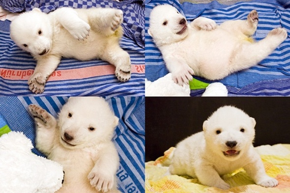 독일 미친 북극곰 이야기 / 한겨레 블로그  npool